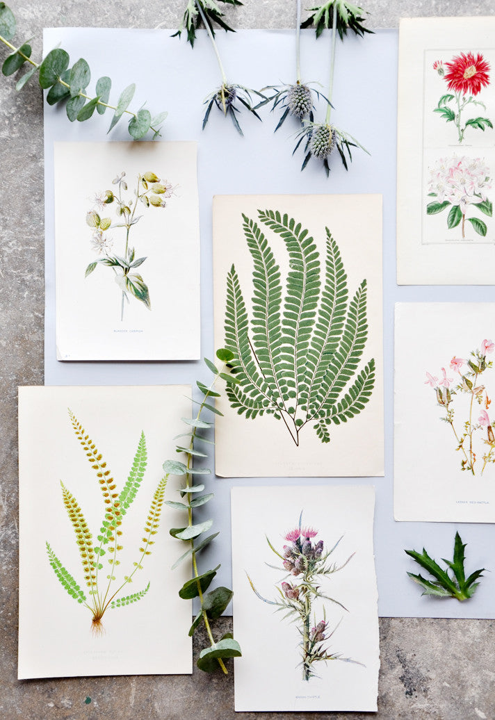 Vintage Fern Print, Adiantum Affine in - LEIF