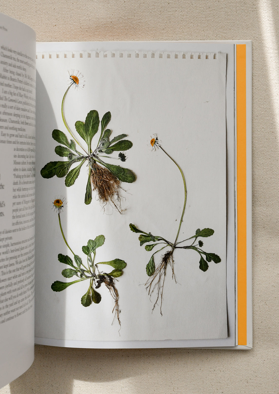 Interior pages of a book detailing projects you can do with pressed flowers.