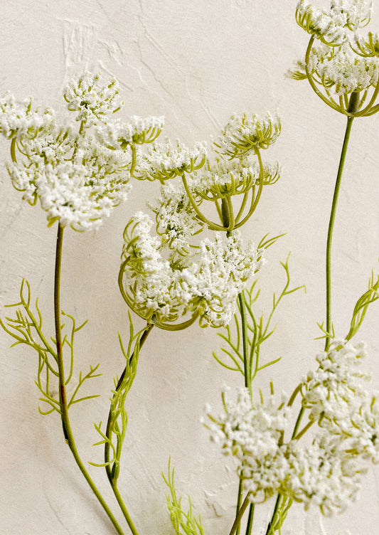 A faux floral stem resembling white queen anne's lace.