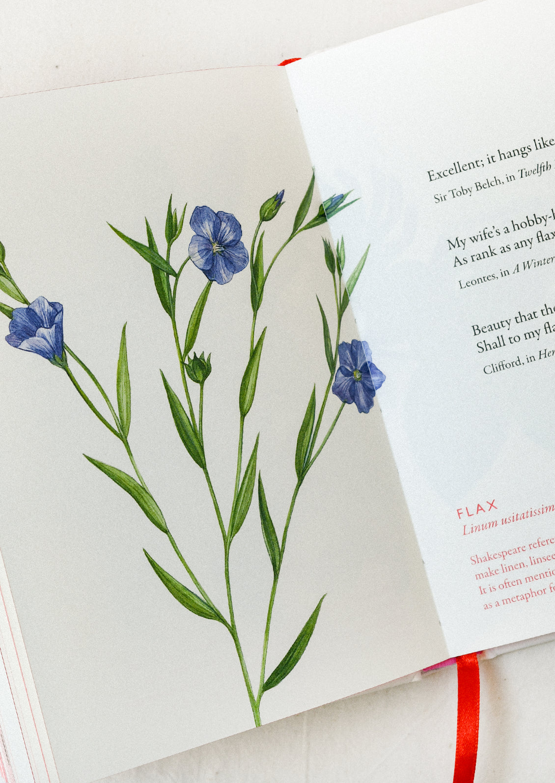 A book open on a table showing an illustration of flax flowers.