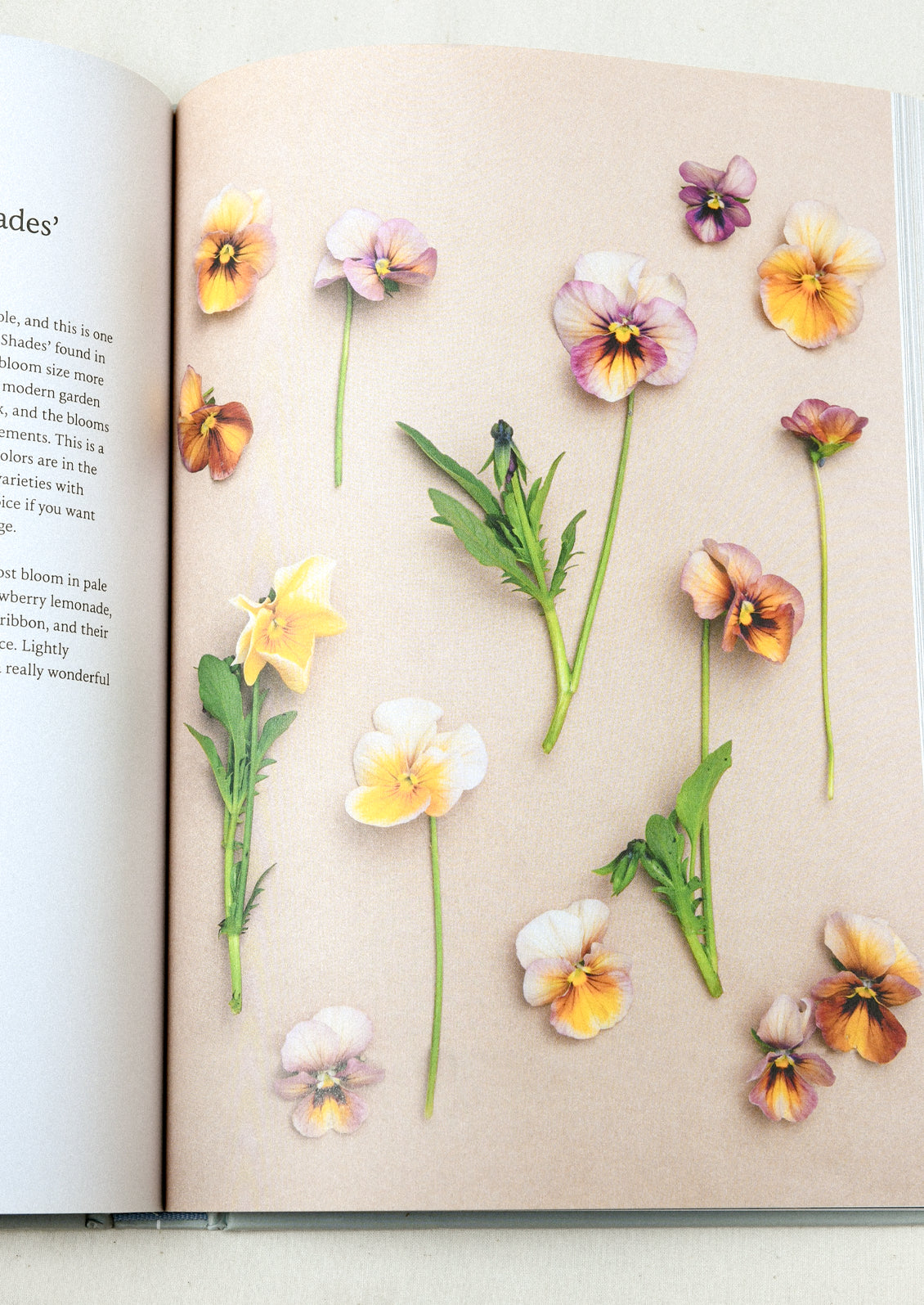 A book open on a table with an image of individual pansies in purple and yellow shades.