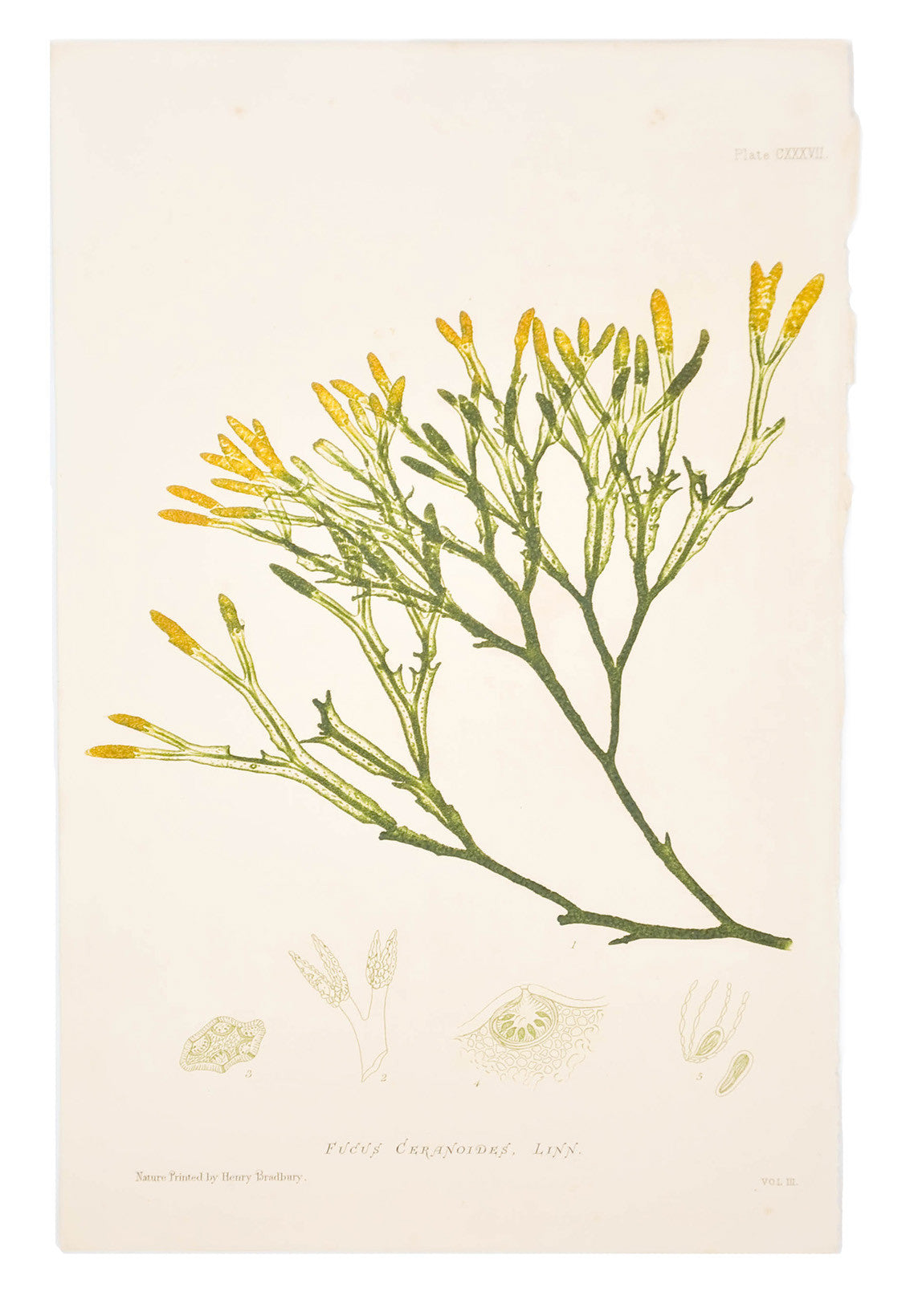 Fucus Ceranoides Seaweed Print, c. 1872 in  - LEIF