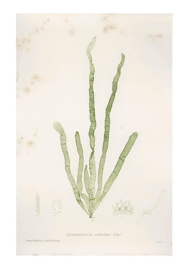 Asperococcus Echinatus Seaweed Print, c. 1872 in  - LEIF